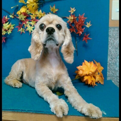 imgPL606247717_1444826871784