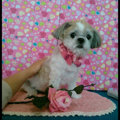 imgPL606247717_1452923223193