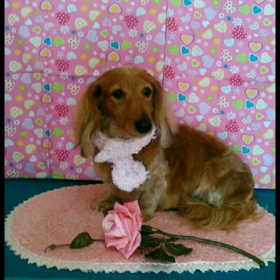 imgPL606247717_1452923223195