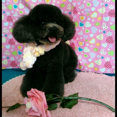 imgPL606247717_1456554307702