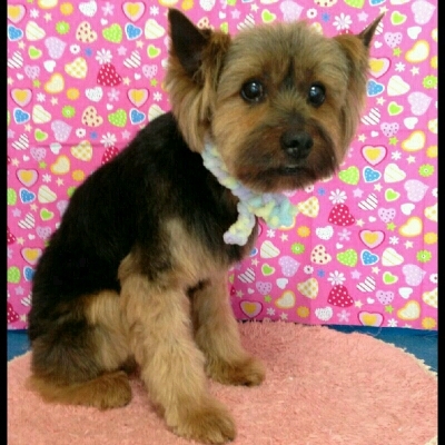 imgPL606247717_1456554307703