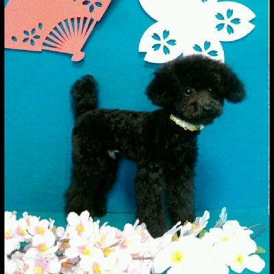 imgPL606247717_1457590524150