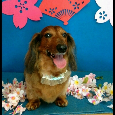 imgPL606247717_1457711041522