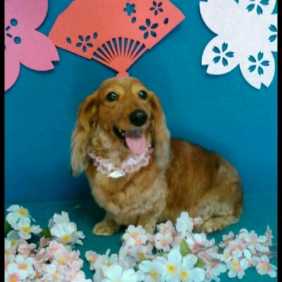 imgPL606247717_1457767462038