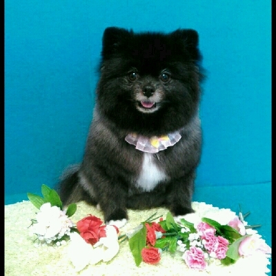 imgPL606247717_1463826928255