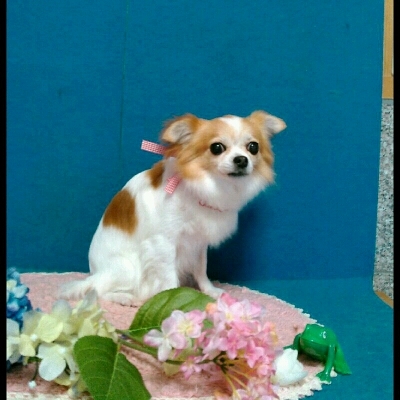 imgPL606247717_1465388113248