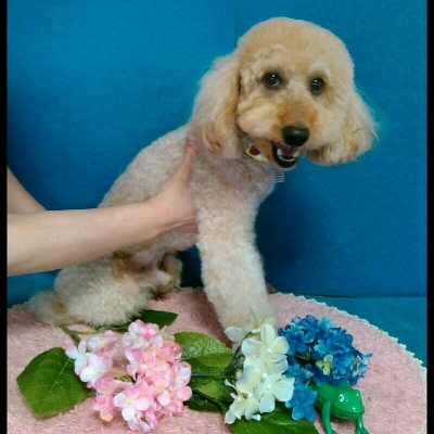 imgPL606247717_1465465406546