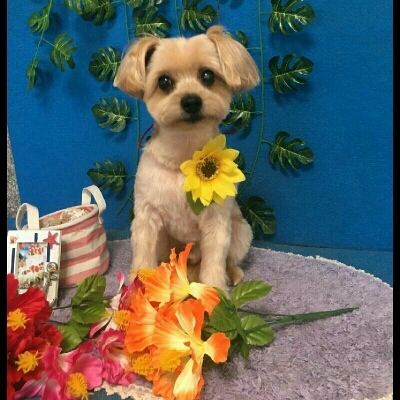 imgPL606247717_1470755823670