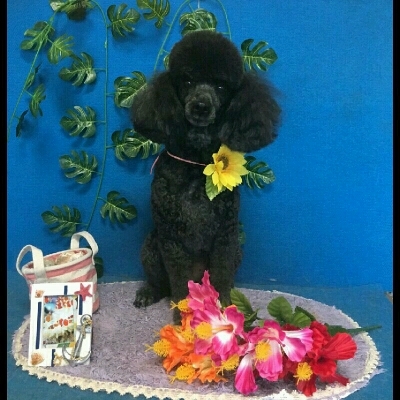 imgPL606247717_1470756046715